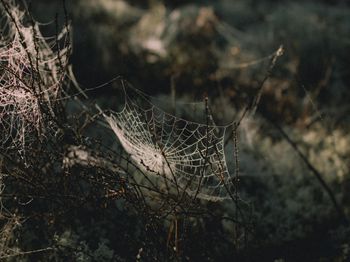 鱼种春季放养“六忌”_合肥水产养殖技术