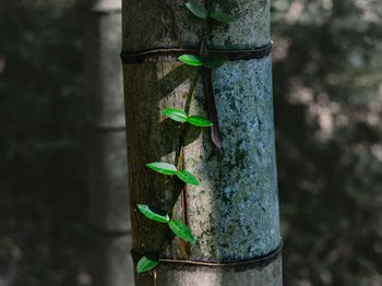 养蛇几点经验_合肥水产养殖技术