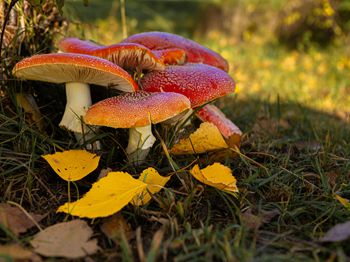 中国地方猪品种介绍荣昌猪_合肥水产养殖技术